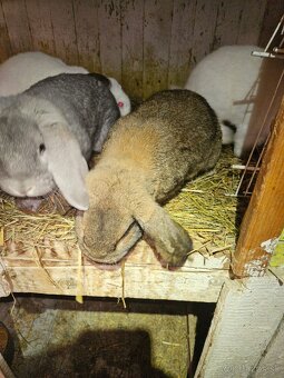 Francúzsky baran - 5