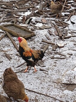 wyandotka zdrobnelá - 5