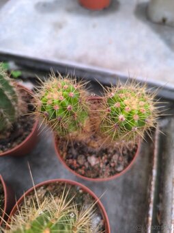 Kaktusy a sukulenty - 5