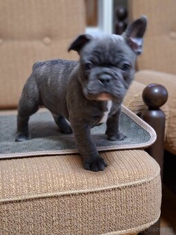 Francúzsky buldoček modry fawn, modrý - 5