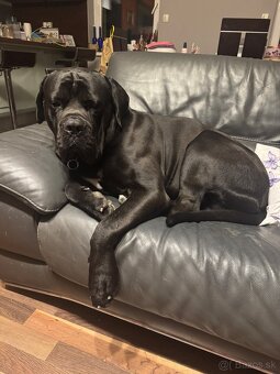 cane corso stenata na predaj - 5