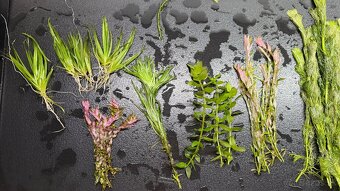 Rastlinky z prestrihu - 5