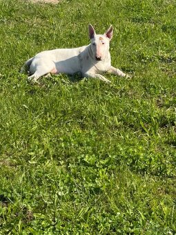 Bullterrier/Bulterier - 5