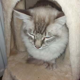 Ponukam kocura ragdoll na krytie - 5