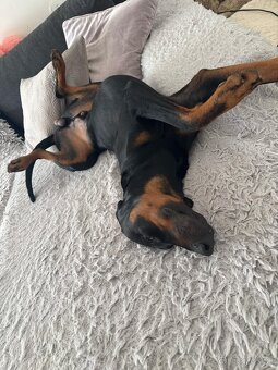 Doberman na krytie - 5