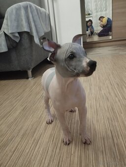 Americký bezsrstý teriér- PP(FCI) - 5