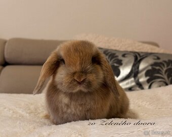 🐰 Minilop králiky 🐰 - 5