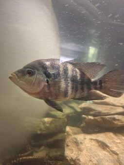 Cichlazoma Americka - 5