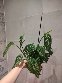Monstera Adansonii - 5