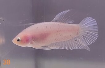 Bojovnica pestra long tail, shorttail,samec - 5