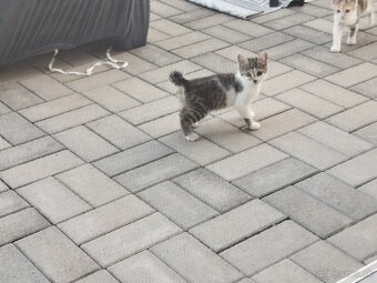 Darujem mačiatka - 5