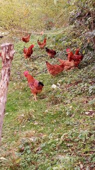 Kalimero red násadové v. - 5