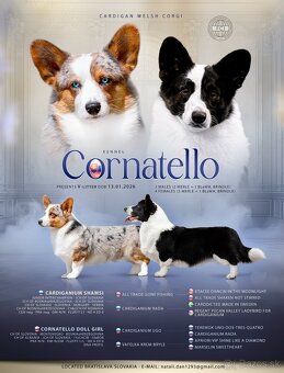 Welsh corgi cardigan s PP - 5