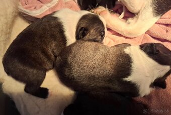 Boston,Bostonský teriér,Boston Terrier s PP - 5