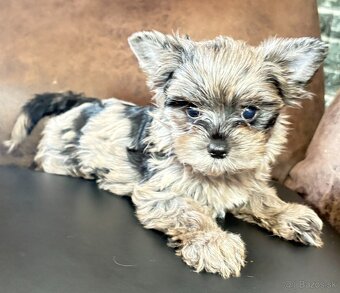 Yorkshire Terrier s PP - 5