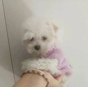 Mini Maltezak - 5