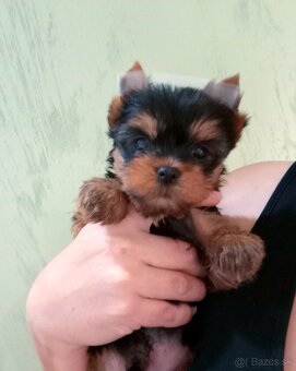 Yorkshire terrier, york - šteniatka s PP (preukazom pôvodu) - 5