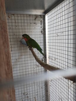 Aratinga ruzohrdly - 5
