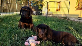 Labrador s PP čierne šteniatka - 5