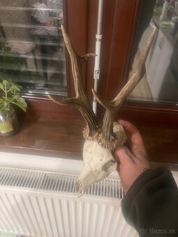 Trofej ,srnec ,parohy ,parozie ,zhody - 5