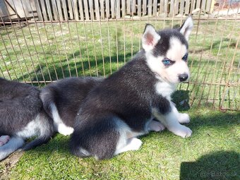 Sibírsky husky, hasky šteniatka - 5