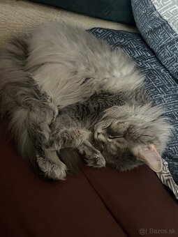 Mainská mývalia mačka / Maine Coon - 5