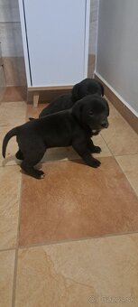 Weimar, weimarsky stavač... - 5