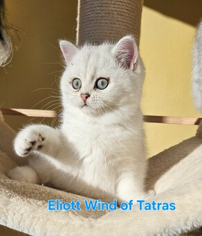 Britská krátkosrstá - 5