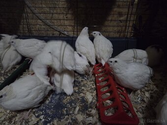 Kohúty prepelice Texas - 5