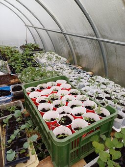 Priesady batatov, melóny, paprika,rajciny - 5