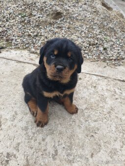 rotvailer,rottwailer,rottweiler,rotvajler - 5