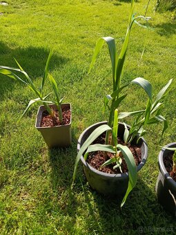 Arundo,ozdobnica gigant - 5