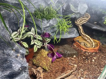 Python regius -blue eyes, yellow belly & leopard - 5