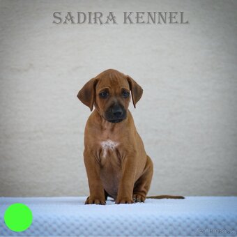 Šteniatka Rhodesian Ridgeback - 5