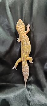 Gekončík nočný - 5