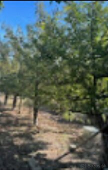 Predaj pozemok/záhrada pri Komárne - 5