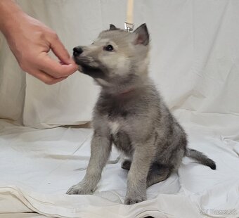 Československý vlčiak šteniatka - bez PP po rodičoch s PP - 5