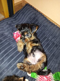 Yorkshirsky terier - 5