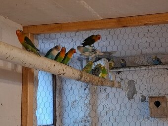 Malé a stredné papagaje - 5