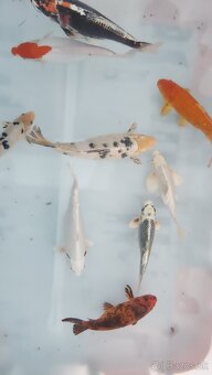 Predám Japonské butterfly koi kapre - 5