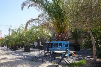 PALMA PHOENIX CANARIENSIS 160lt 30/40cm - 5