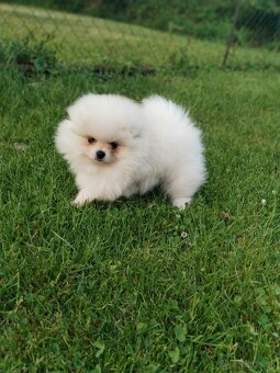 Pomeranian - 5