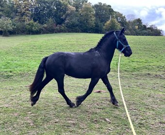Frízska kobyla - 5