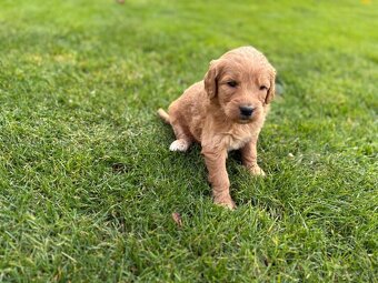 Goldendoodle - 5