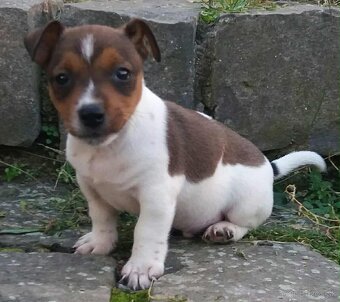 jack russel terier - 5