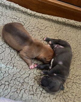 Americký stafordsirsky terier, Stafford, amstaf - 5