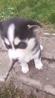 Šteniatka Husky - 5