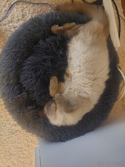 Ragdoll kocur - 5