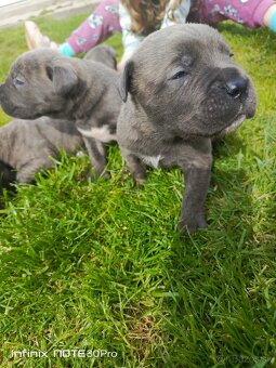 Cane Corso - 5