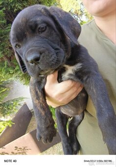 Cane Corso - FENKY - 5